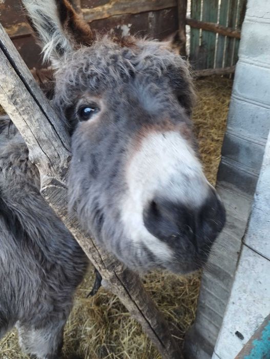 Продам віслючка хлопчик