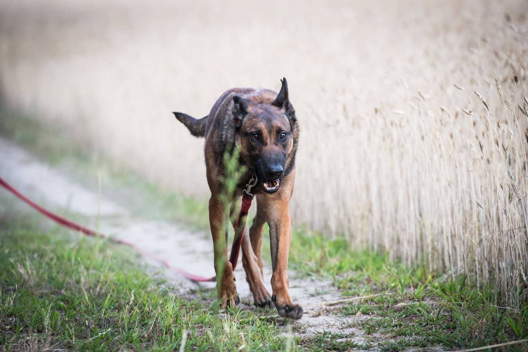 Waleczny Mars szuka swoich ludzi - psiak w typie belg malinois