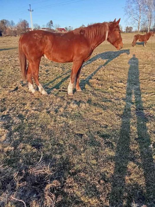 Продається лошиця