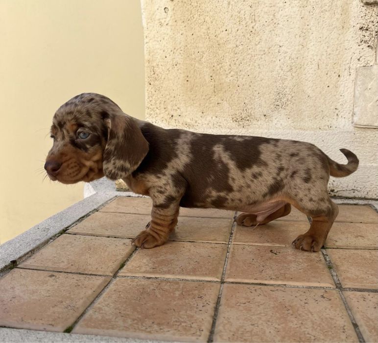 Teckel Choco Arlequim 2 meses