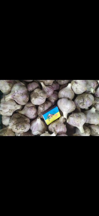 Часник Любаша 100 грн за кг