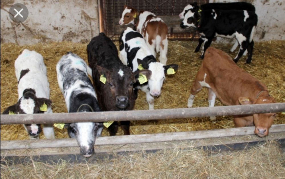 Cielaki Byczki Jalowki Polskie Mięsne Mieszance