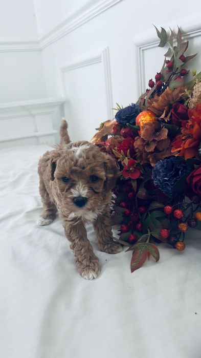 Urocze  Maltipoo