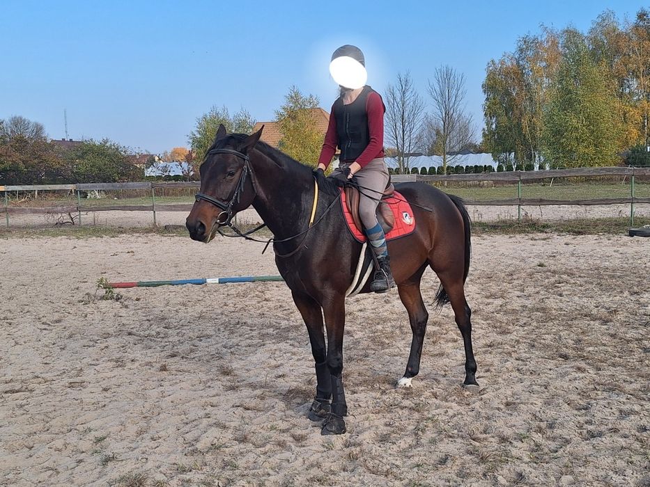 Wałach malopolski 6l do ambitnej rekreacji