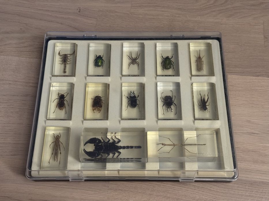 Колекція жуків у смолі епоксидці