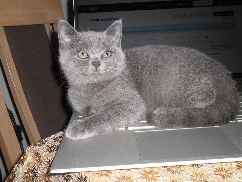 Kot Koty Brytyjskie Gdańsk