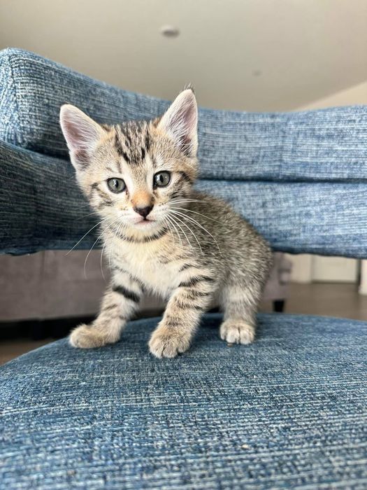 Котята Бесплатно