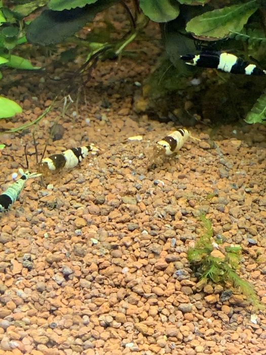 Креветка пресноводная Черный Кристалл (Caridina cf. cantonensis sp.)