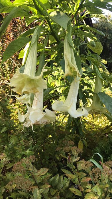 Sadzonki brukmansji datury wieloletniej