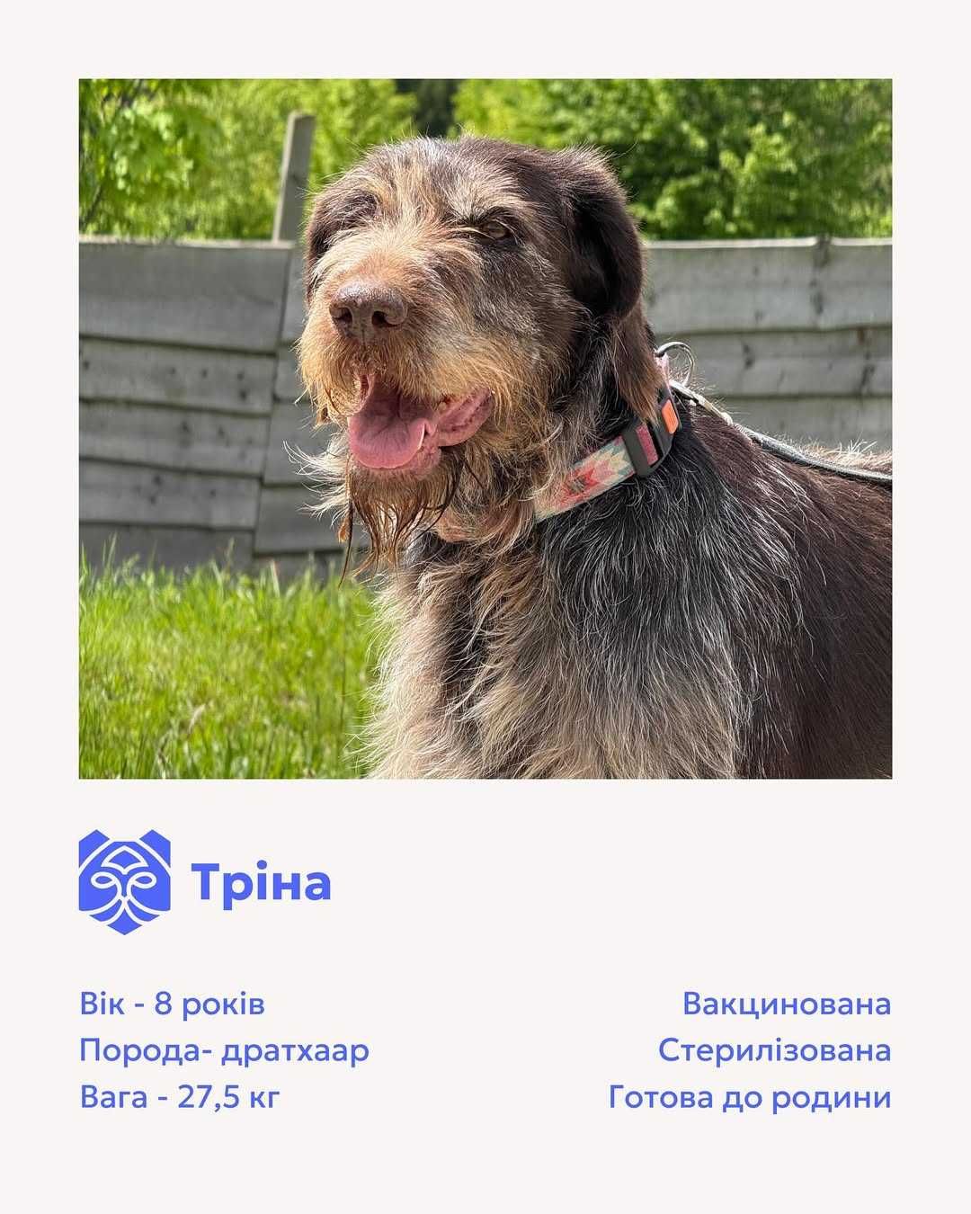 Тріна, дратхаар, шукає дім