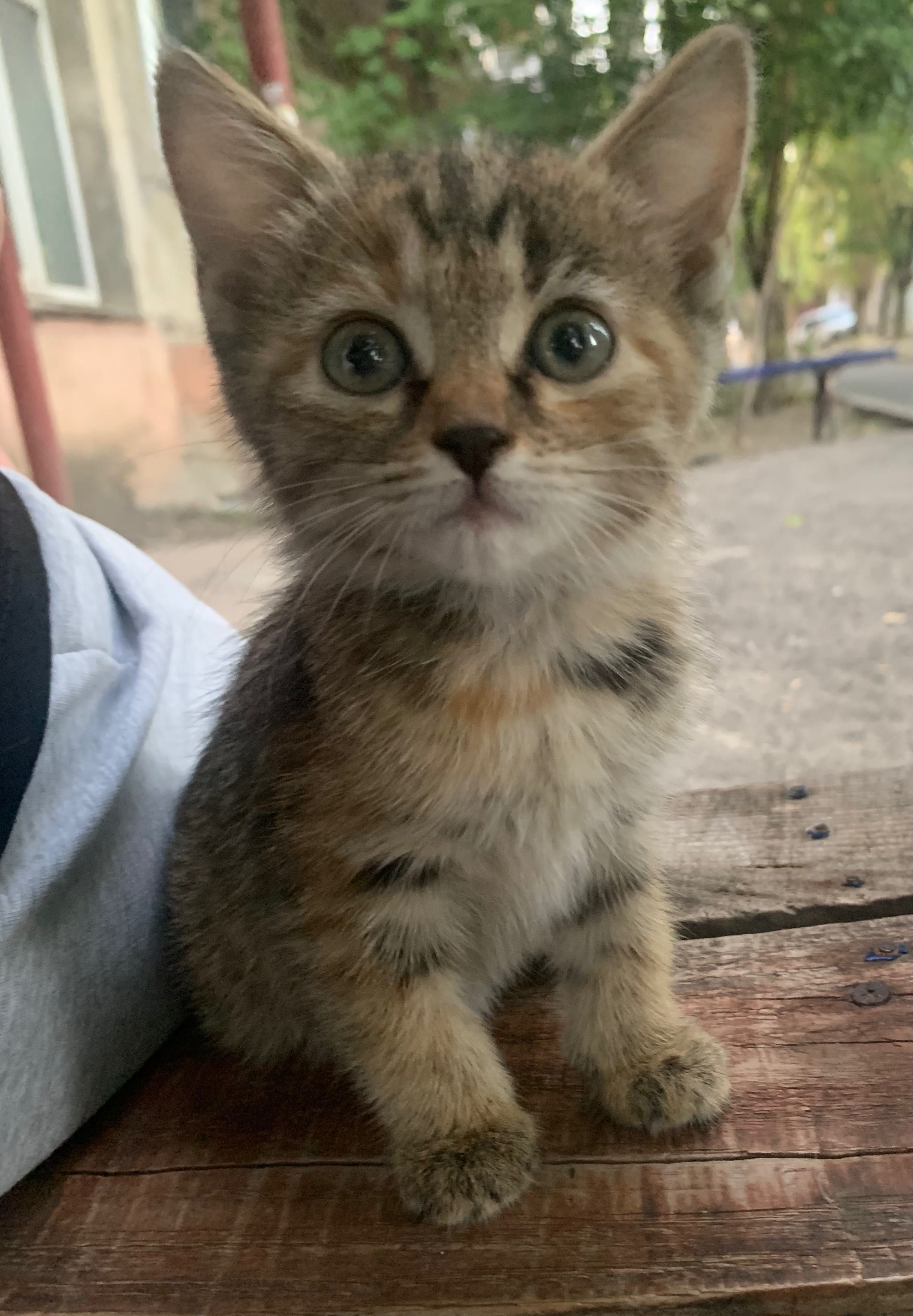 Кошенята в добрі руки