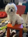 Bichon frise reproduktor ZKwP FCI