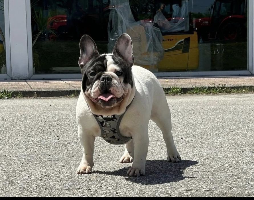 Bulldog francês pied 2anos