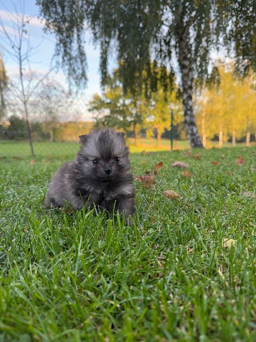 Szpic pomeranian