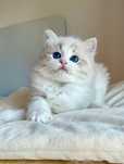 Ragdoll kocurek seal bicolour lynx Rodowód Fpl/Fife Blue Suprise PL