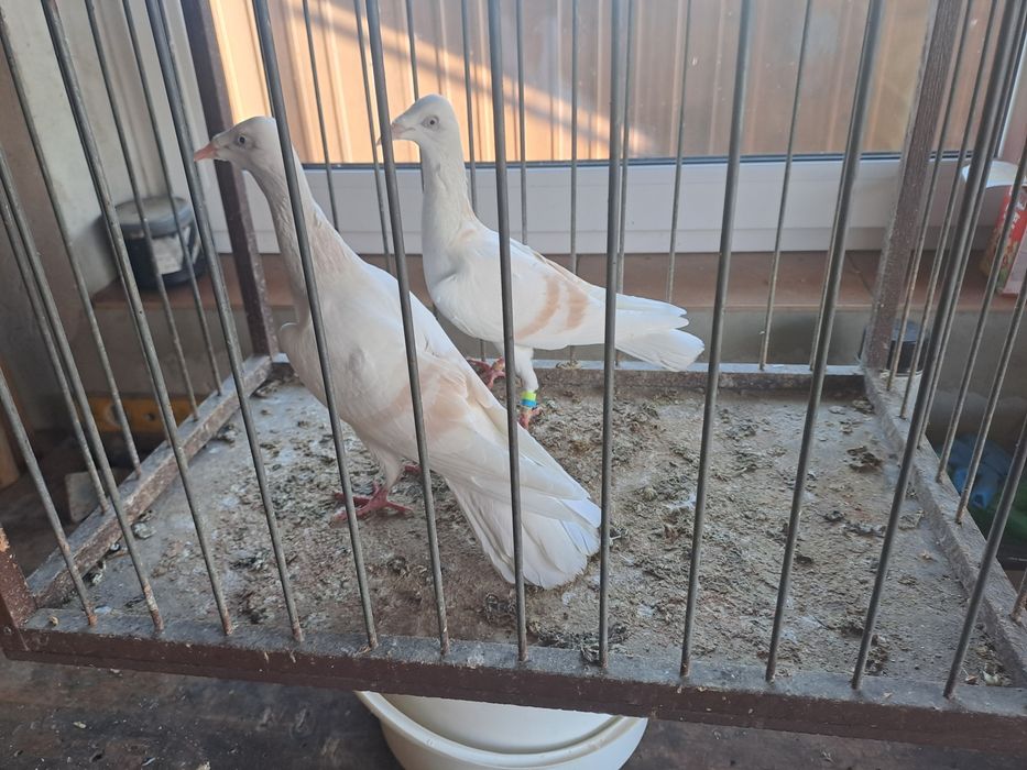 Srebrniak perłowy pasiak masłowy białoogon para