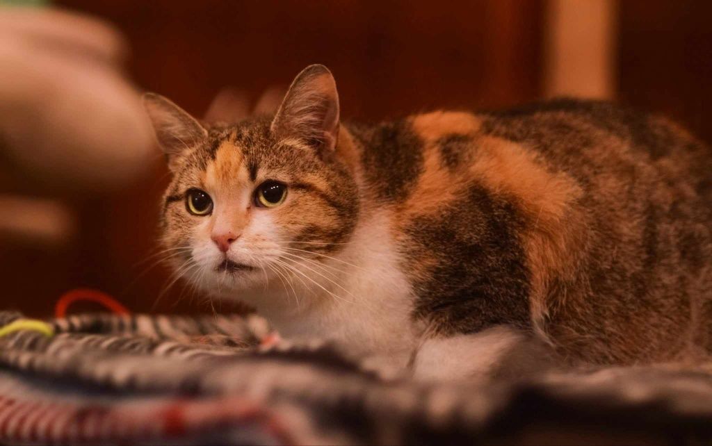 Jagna - przyjacielska kotka tricolor szuka domu!