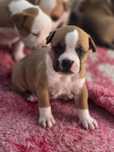Top Szczenię po Championach American Staffordshire Terrier Amstaff FCI