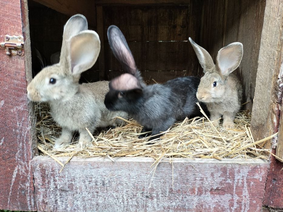 Króliki mieszańce Olbrzym. Samce i samiczki
