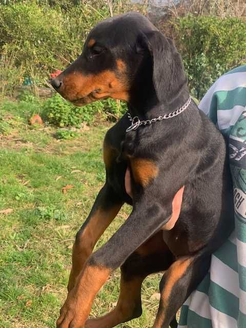 Cachorro Doberman excelente exemplar e caracter