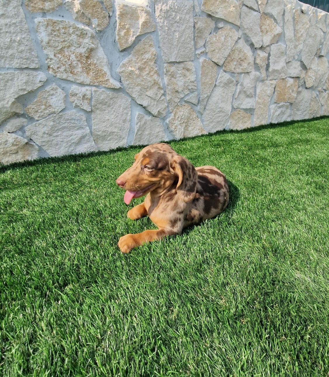 Teckel Choco Merle