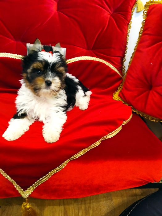 Śliczny samczyk Fan z metryką ZKwP/FCI Biewer Yorkshire terrier.