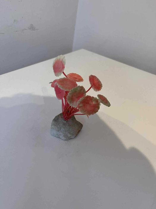 Czerwony kwiatek akwariowy