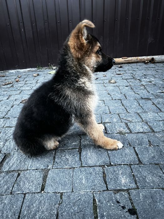Цуценята німецької вівчарки