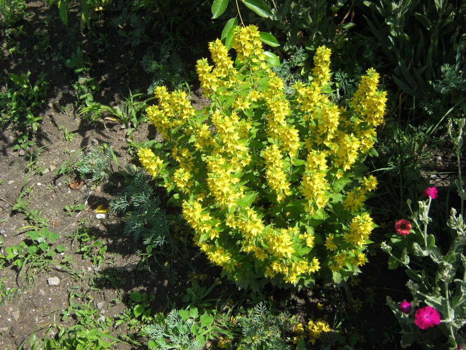 CL-511и PG-510  premium+