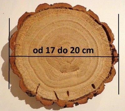 Plaster drewna dąb szlifowany flek 17-20 cm Krążek