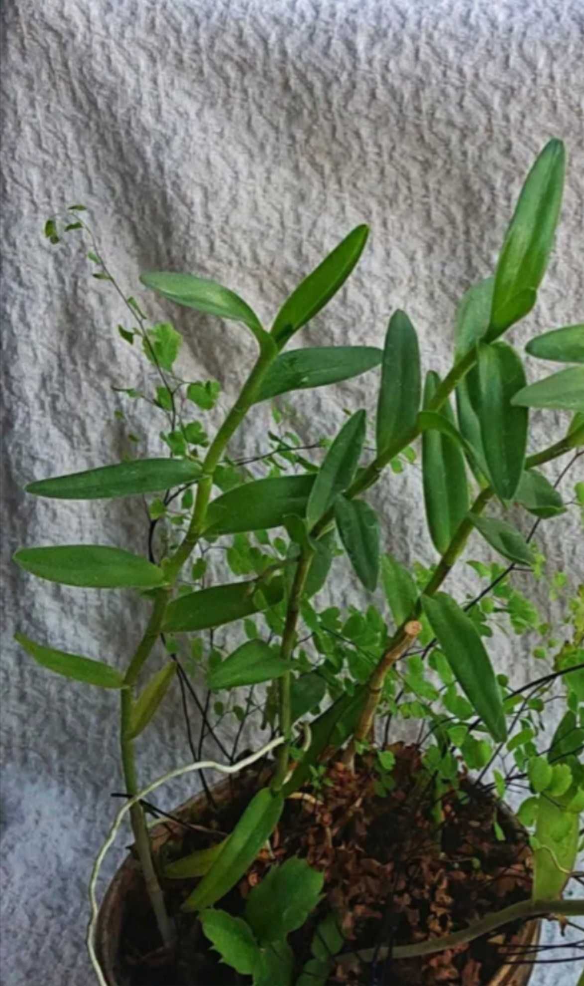 Орхідея / Орхидея Epidendrum ibaguense