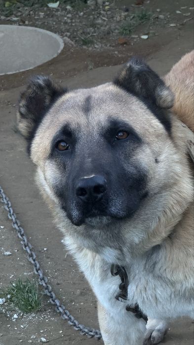 Подаруємо молодого песика породи Алабай