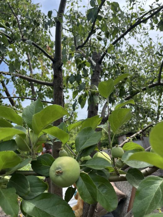 Продам  дачу  військове містечко довгинцівський р- н