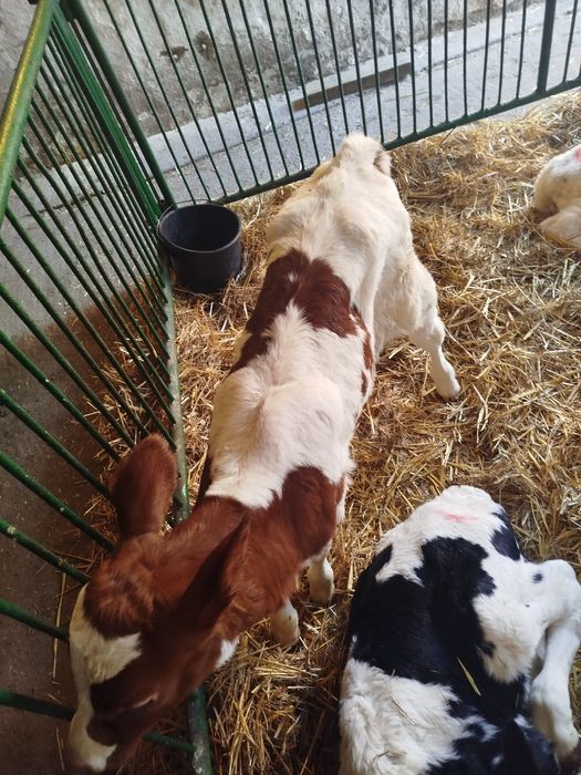 2 jałówki i byczek   2-3 tygodnie zdrowe bez biegunek