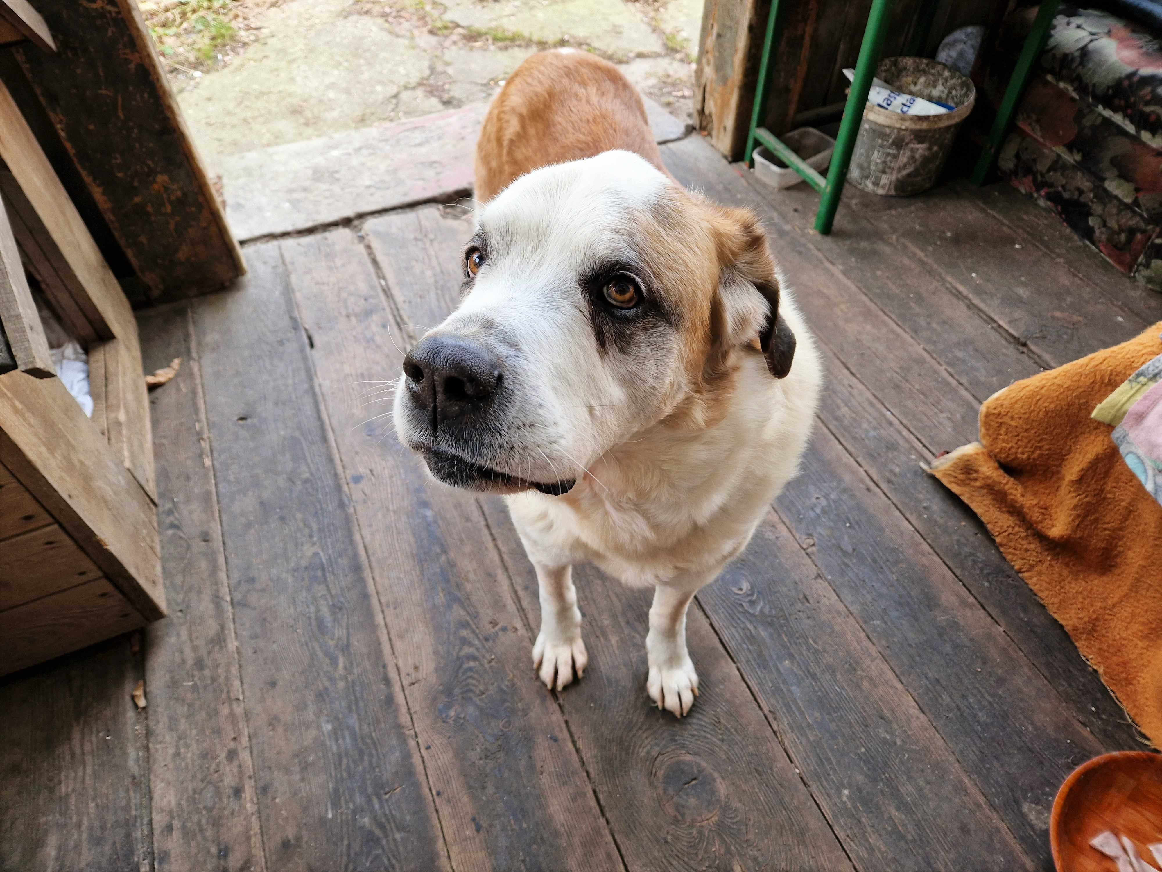 Rupert potrzebuje domu , został sam. Pies szuka człowieka