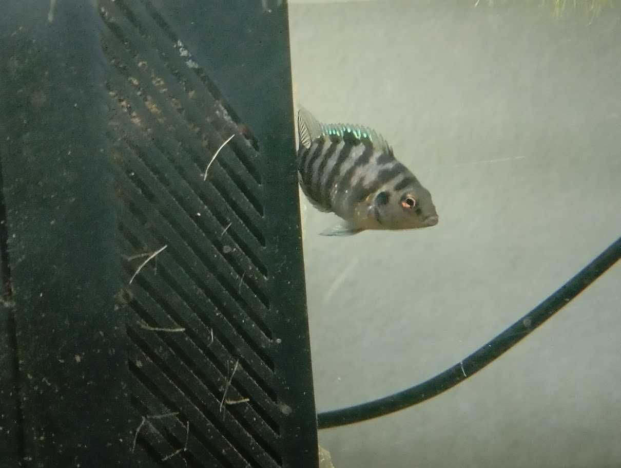 peixe papagaio anao (amphilophus citrinellus)