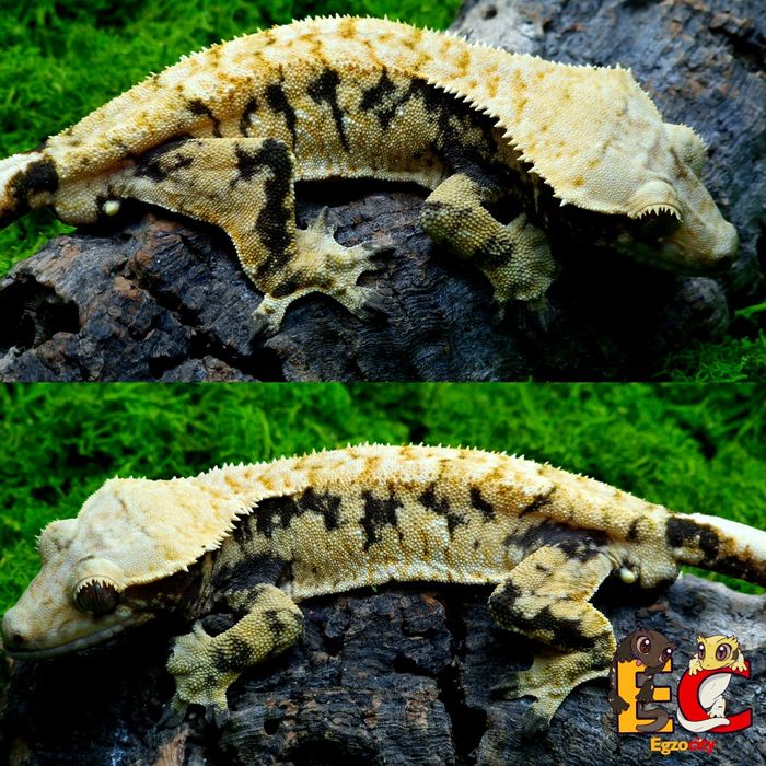 35. Gekon orzęsiony samiec Extreme Harlequin