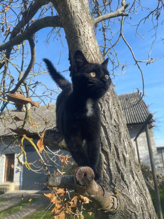 Mała czarna kotka szuka kochającego domu