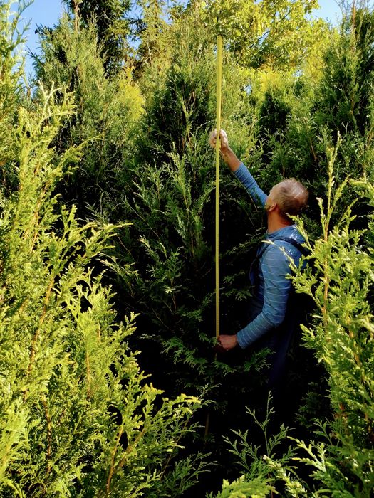 Tuja Aureospicata wysoka 230-260 cm, tuje SZMARAGD różne wysokości