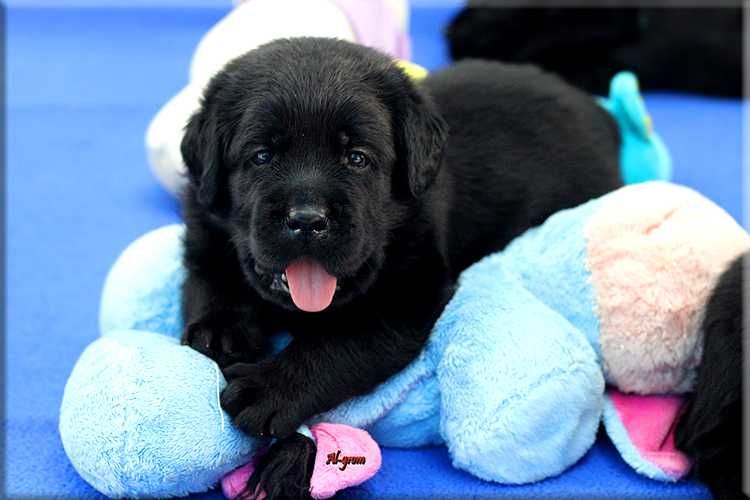 Labrador Retriever czarny piesek ZKWP FCI