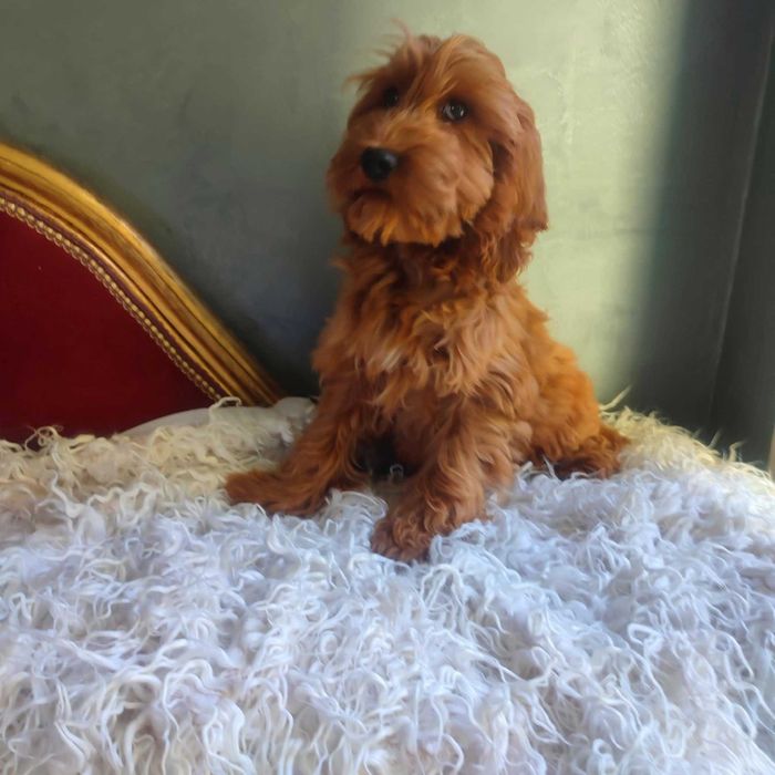 Cockapoo > Cocker Spaniel & pudel > dostępny ostatni  piesek  .