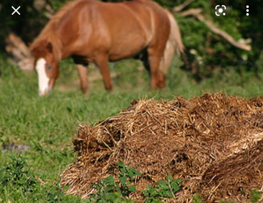 Vendo estrume de cavalo rresco ou curtido