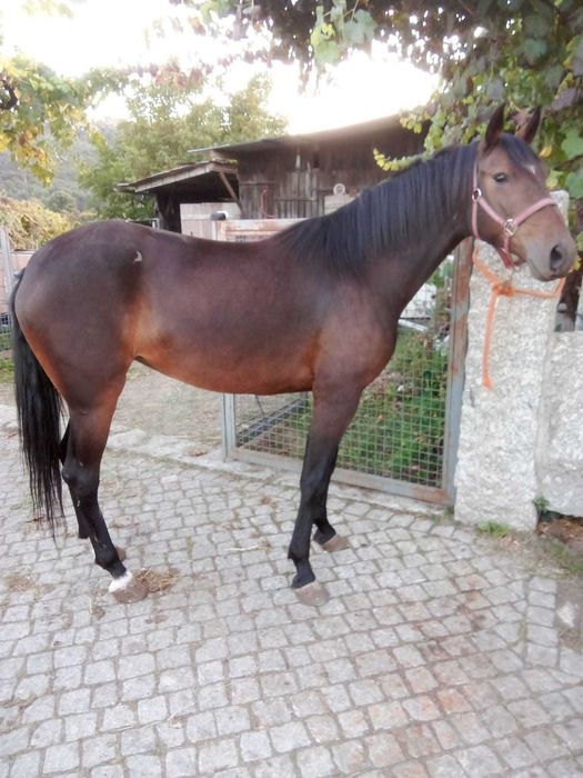 Egua 4 anos muito mansa