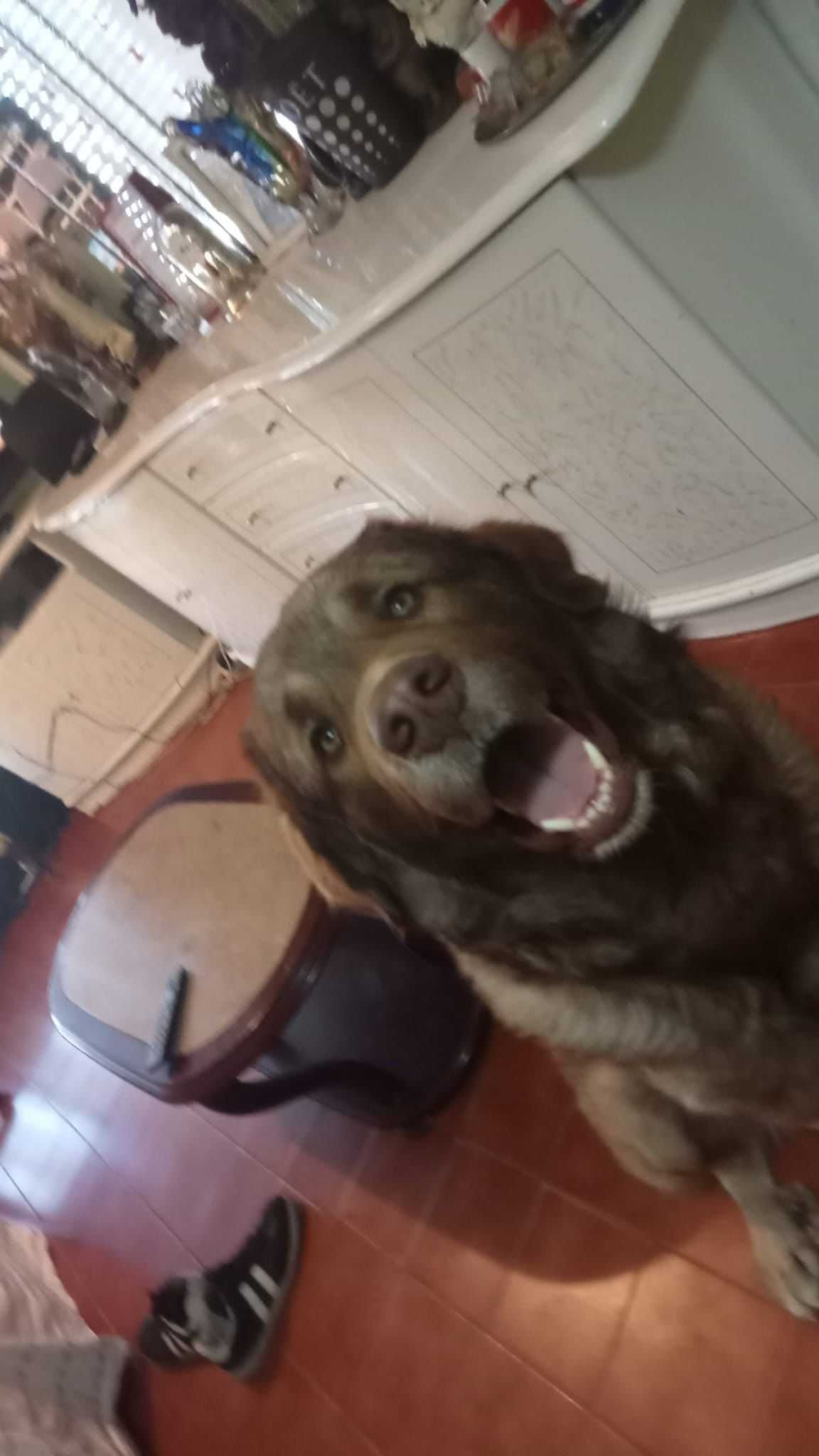 Cão Arraçado Serra da Estrela