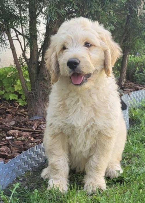 Goldendoodle Samczyk hybryda ras