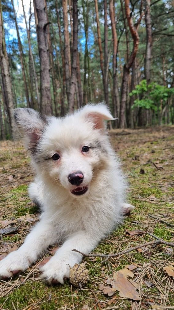 Border Collie suczka blue merle badania