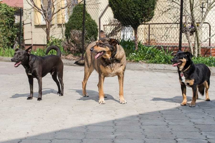 Toto 2 letni piesek z Radys do adopcji