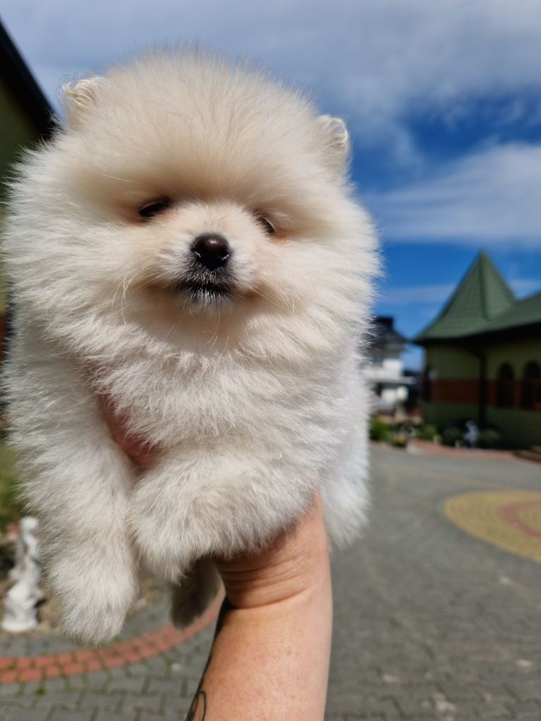 Szpic miniaturowy  suczka Pomeranian 2xszczepienia wyprawka i