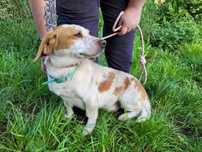 BINGO - mieszaniec basseta z beagle szuka domu !! Do adopcji !!