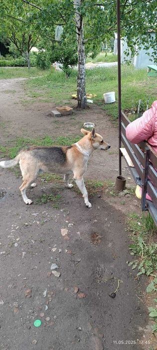 Найдена собака (кобель). Трехцветный.